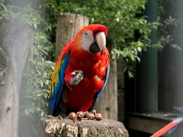 How to Train a Parrot to Reduce Screaming Behaviors in Multi-Pet Households?