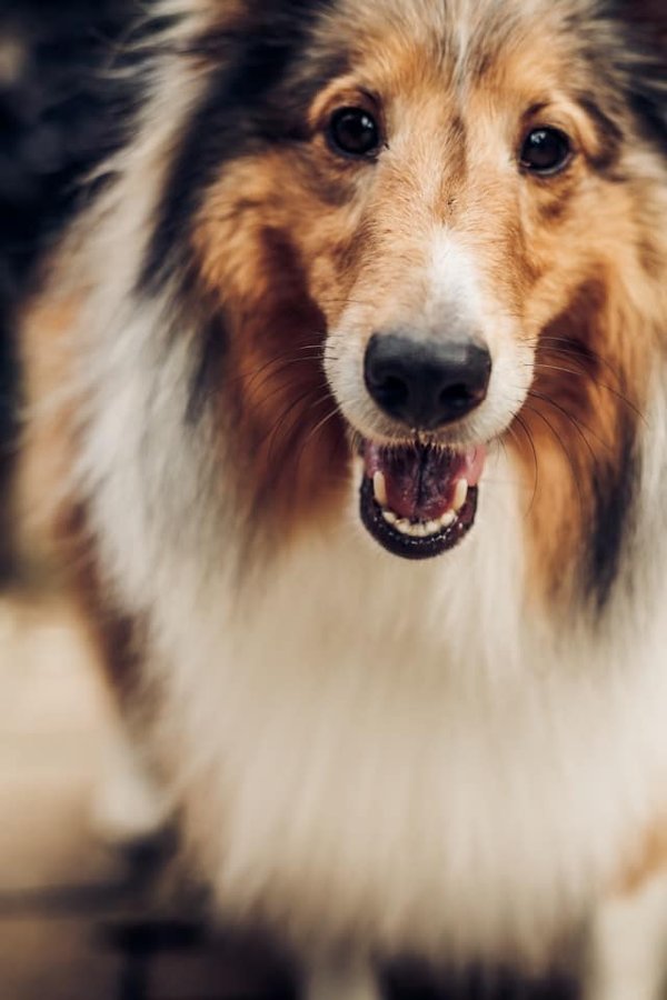 What Are the Safest Heartworm Preventatives for Collie Breeds?