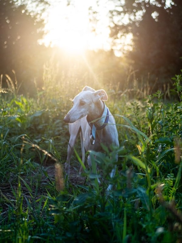 How to Introduce a Rescue Greyhound to Urban Living Environments?